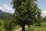 Pyrus communis ssp communis (form).tif