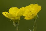 Ranunculus psilostachys.tif