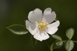 Rosa agrestis.tif