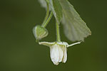 Rubus idaeus.tif