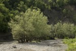 Salix alba stream.tif