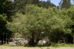 Salix eleagnos (form) 02.tif
