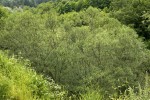 Salix eleagnos (S. incana).tif