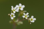 Saxifraga adscendens ssp adscendens.tif