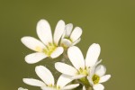 Saxifraga adscendens.tif