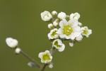 Saxifraga paniculata.tif
