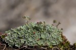 Saxifraga paniculata.tif