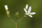 Saxifraga rotundifolia.tif