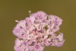 Scabiosa taygetea ssp portae.tif