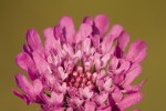 Scabiosa tenuis.tif