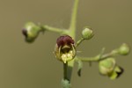 Scrophularia laciniata.tif