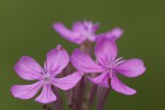 Silene armeria.tif