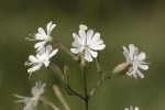 Silene bupleuroides.tif