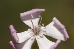 Σιληνή της πίνδου (Silene pindicola)