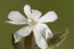 Σιληνή η λειμώνια (Silene pratensis)
