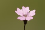 Σιληνή η μικροφυής (Silene pusilla)