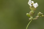 Σιληνή η κοινή (Silene vulgaris)