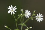 Στελλάρια (Stellaria glochidisperma)