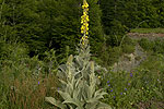 Verbascum epixanthinum var pindicolum.tif