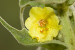 Verbascum phlomoides.tif
