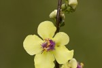 Verbascum sp.tif