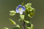 Veronica agrensis.tif