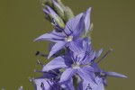 Veronica jacquinii.tif