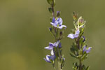 Veronica orsiniana ssp orsiniana.tif