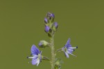 Veronica serpyllifolia var balcanica.tif