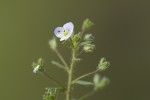 Veronica serpyllifolia var balcanica.tif