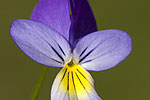 Viola orphanidis.tif
