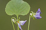 Viola riviniana.tif