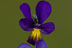 Viola tricolor ssp macedonica.tif