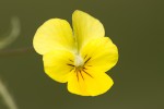 Viola velutina 02.tif