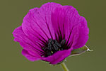 Geranium cinereum ssp subcaulescens.tif