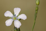 Linum bienne.tif