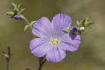 Linum hirsutum.tif