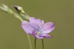 Linum hologynum.tif