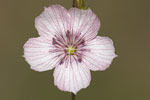 Linum tenuifolium.tif