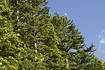 Μαύρη πεύκη (Pinus nigra)<span class=\'common_name\'>, πεύκο, μαυρόπευκο</span>